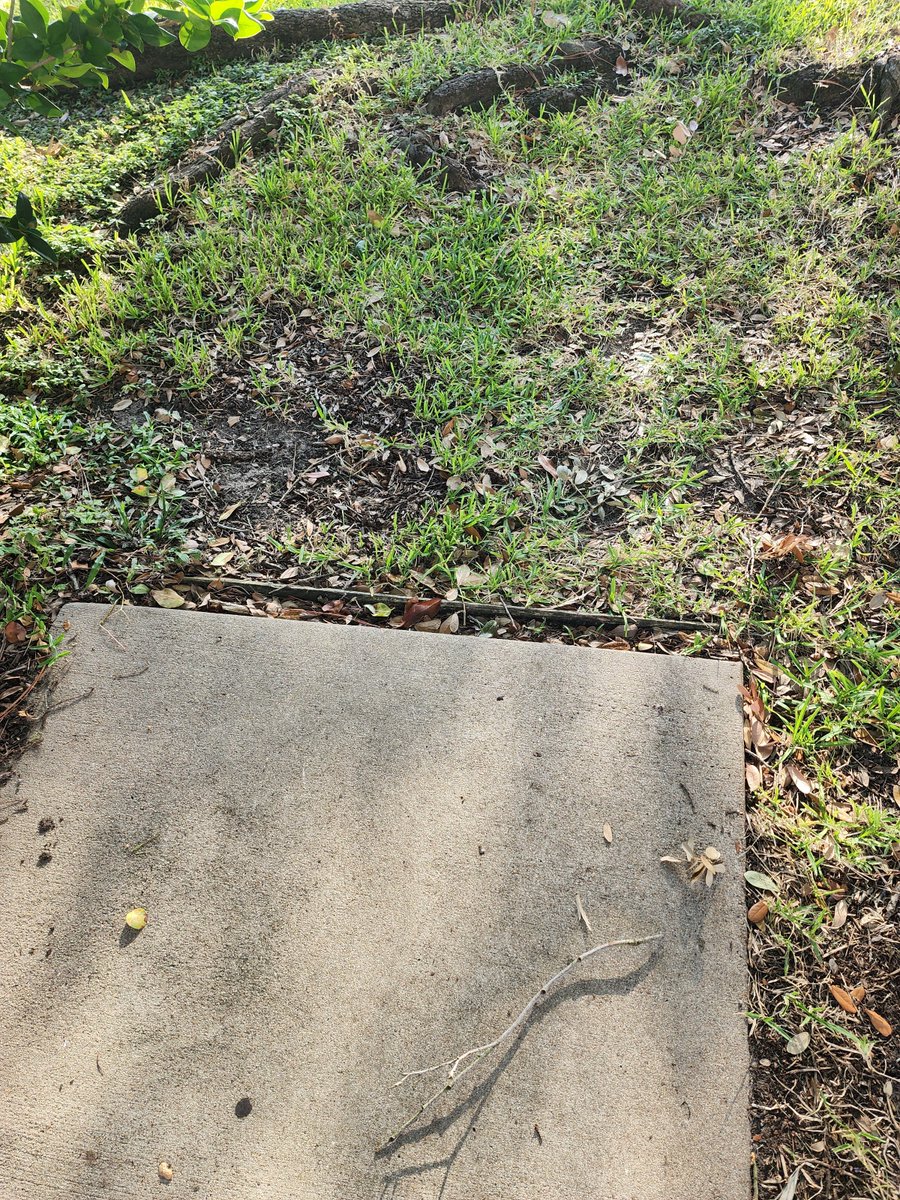 EmpySue's tweet photo. Me: I don't understand why people always walk in the middle of the street in Houston...

The sidewalks in Houston: https://t.co/6lN2vRh3ey