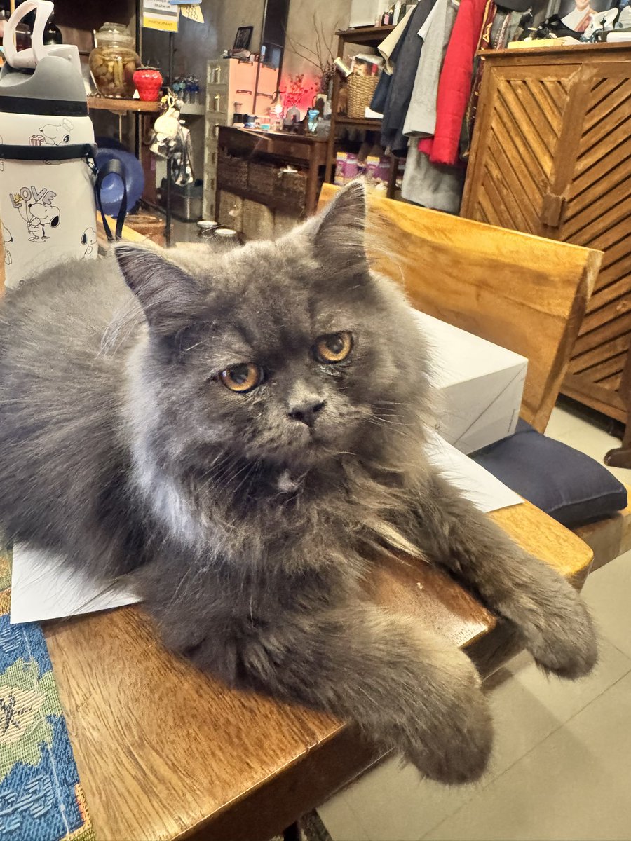 sayperjude's tweet photo. Goodbye, Truffle. I love you and I will miss you 😭🥺🌈 https://t.co/nQvQ1GuMSn