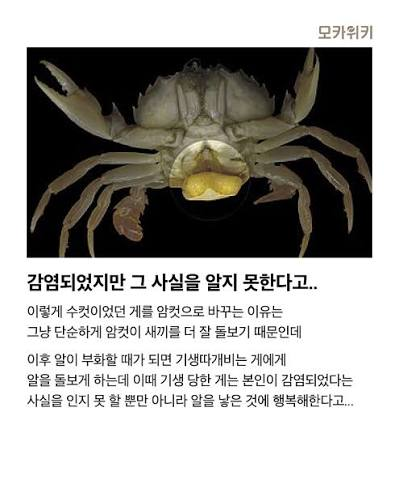 ADAFUXXER's tweet photo. 여러분은 『기생 따개비』라는 것을 알고 계십니까? https://t.co/9brsieR6Ij