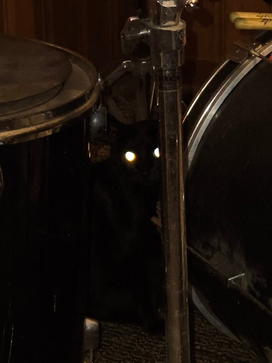 THEreelANTMAN's tweet photo. Ms Mew Mew is on the drum kit. Trying to help with the beats. https://t.co/PfLr0dp428
#FatTonyPistol #MsMewMew #RolltheCat #CatLife #OriginalMusic https://t.co/03D4JMng5F