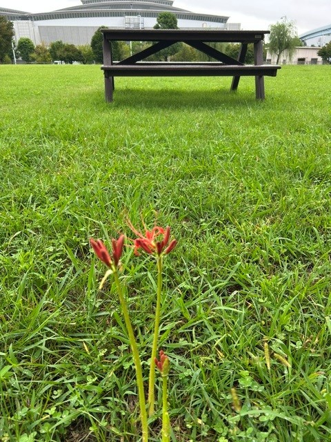 ParksrinkaiSC's tweet photo. 草地広場に ＃リコリス が咲きました。

この季節(秋)の風景を鮮やかに彩る ＃リコリス・ラディアータ。特徴的な赤い花は蜘蛛の脚のようにも見え ＃スパイダーリリー とも呼ばれるそうです。日本では ＃彼岸花 と呼ばれ、秋の彼岸の期間(秋分の日)だけに花を咲かせることに由来して名付けられました。 https://t.co/lN1BMp4K6N