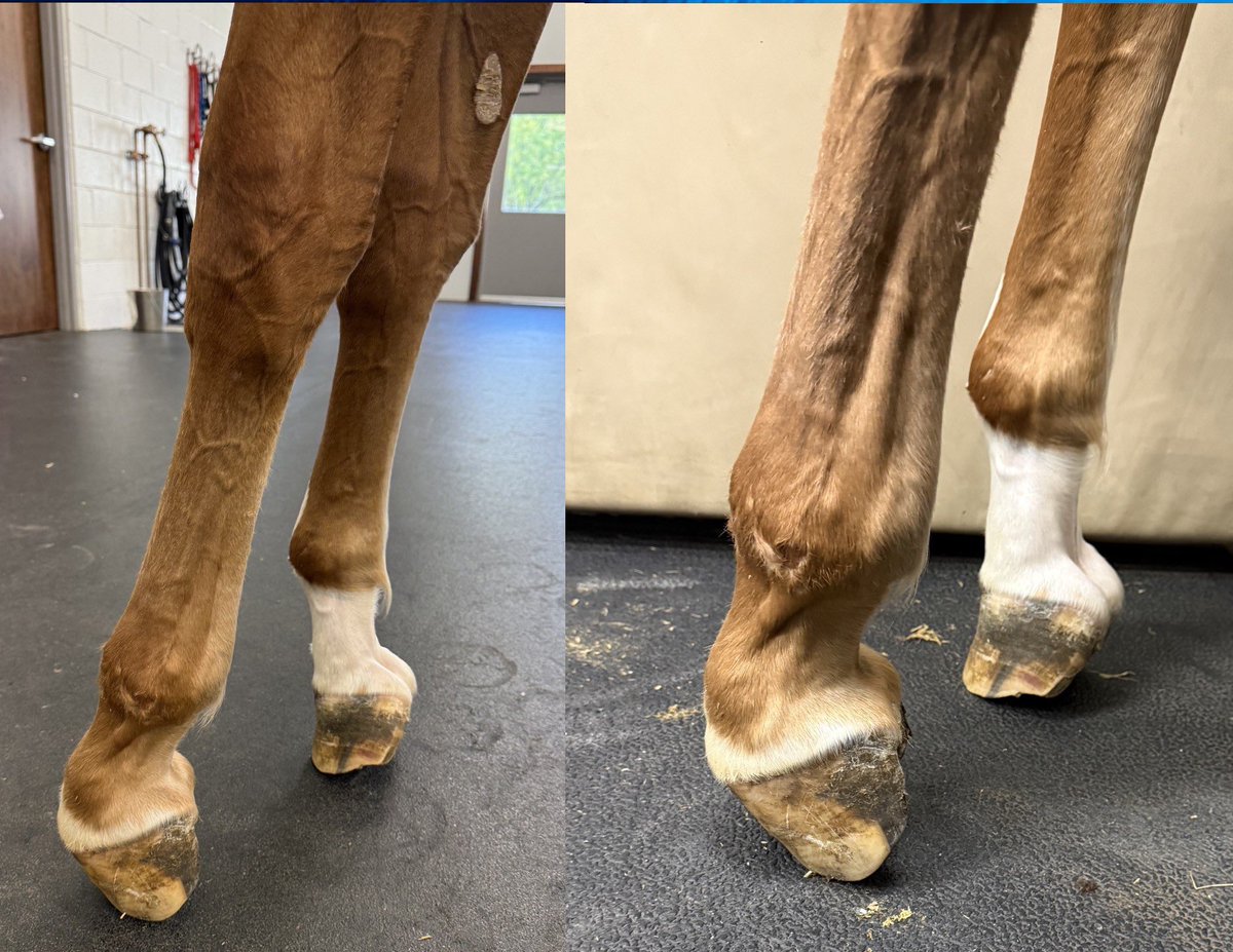 HoganEquine's tweet photo. This was a tough one - and very difficult to observe the pain and suffering on admission. 😢This fast-growing TB filly developed a severe bilateral tendon contracture this summer that took a terrible turn and she was referred last week for any possible option.  Honestly, it was either euthanasia or a salvage surgical approach - that was IT.  She could not stand more than 2 minutes, had many body sores, could not keep herself fed or hydrated, and was in great distress.  We considered her an emergency case, and did some aggressive surgery on both limbs, applied cast splints, special shoes, and careful pain management.  Remarkably, she is a different filly 3 days later.  We still have some work to do but what a difference - today she stood up all day and comfortably ate and drank - a very happy and content filly 😅