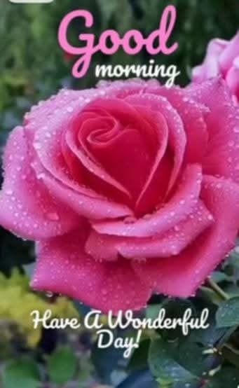 ChoKamleshwer's tweet photo. @Nisha_3433 Hi There Good Morning Have Beautiful Day Ahead 🌹🌹🌹🌹 https://t.co/KaCQKTNxlU