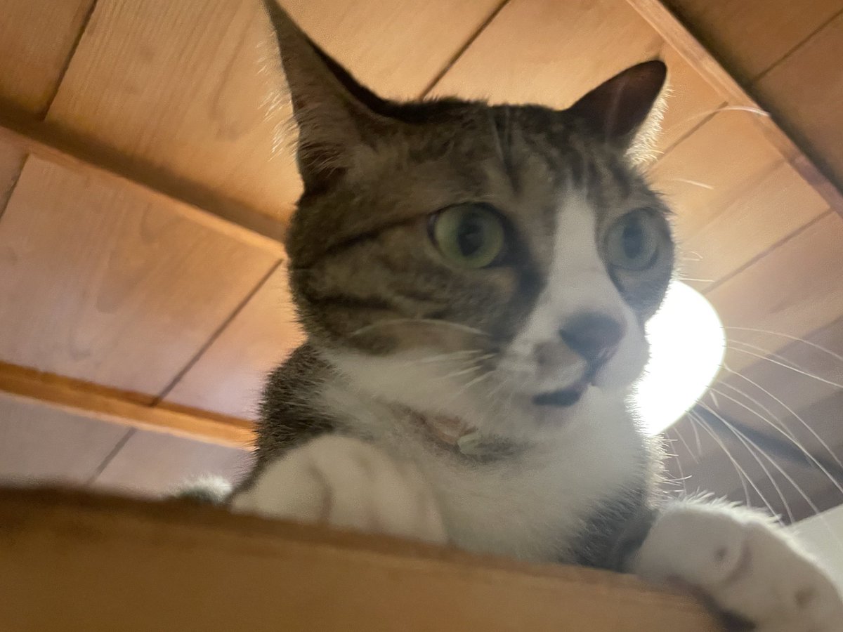 nyanchiku_3biki's tweet photo. https://t.co/rpbEOdZ8FC