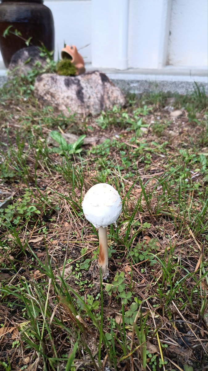 inakakumo's tweet photo. おはようございます。
無添加・無香料のお宿いな香です。
雨続きのためか庭に突如生えたきのこ。
数時間後に10倍程のサイズになってて驚きです😲
 #無添加  #無香料  #香害NO  #徳島  #美波町  #旅館  #民宿  #民泊  #一棟貸 https://t.co/BJMTSD2CQL