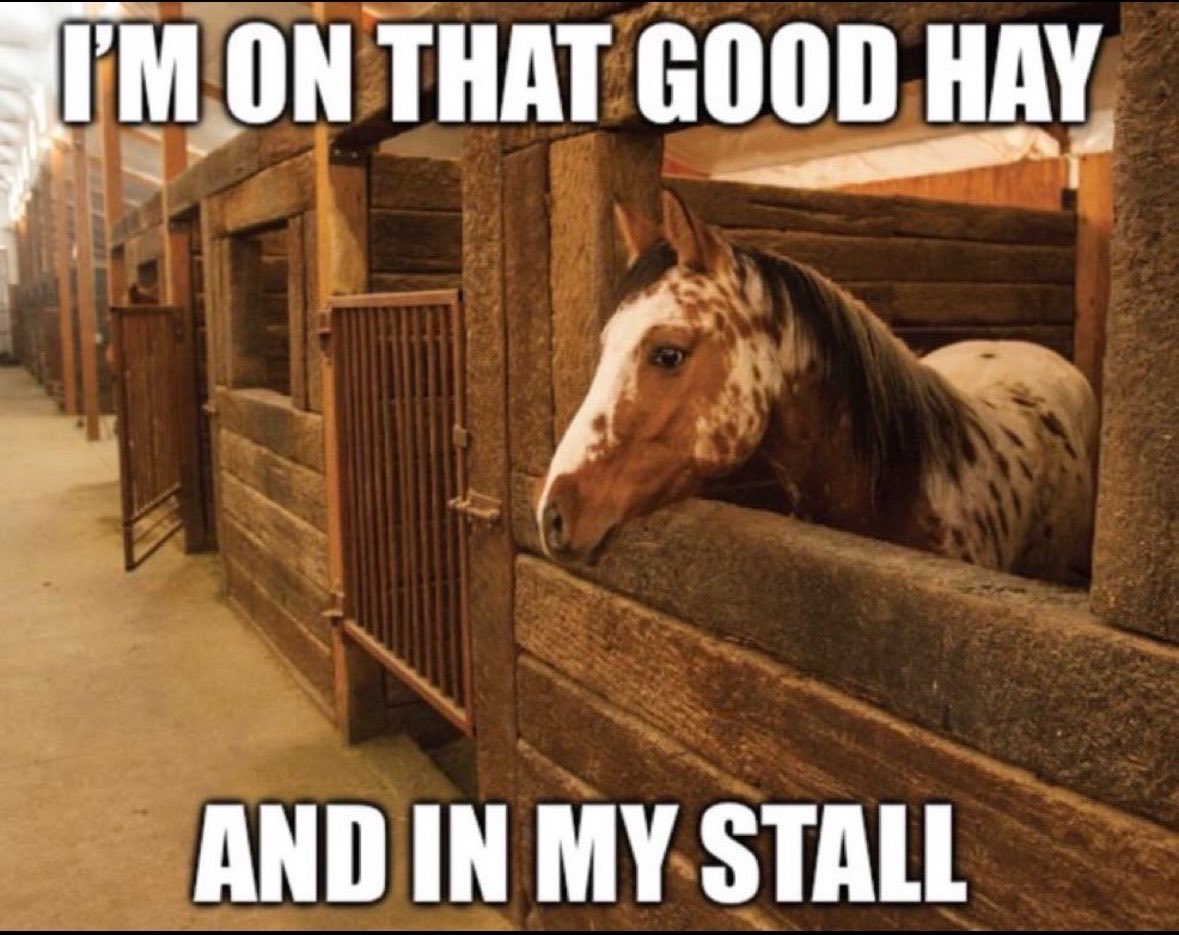 horseimage's tweet photo. https://t.co/kOiw1yXY5o