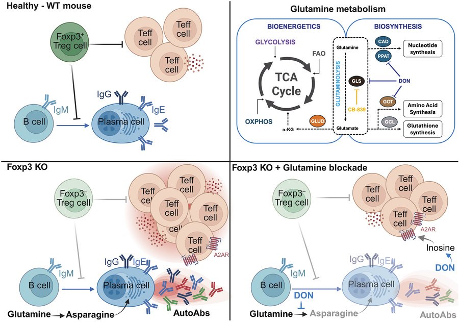 RyanLab_TCD's tweet photo. 📢 Last weeks #immunometabolism discoveries @Bims_BiomedNews @mitoworld_org ⬇️⬇️⬇️

https://t.co/ZY28CdjP6Z

Interesting finding:

Glutamine-dependent biosynthetic pathways fuel autoreactive T and B cells in Foxp3 deficiency–mediated disease https://t.co/Had0mtccKX