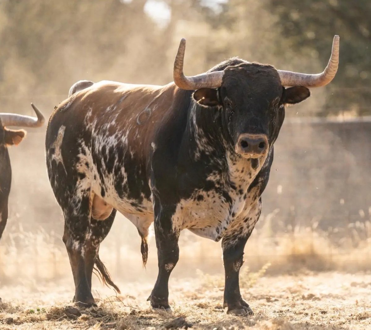 Un_taurino_mas's tweet photo. Hay toreros con años y años de alternativa que no han matado un toro tan serio en su carrera eh. Qué despropósito. https://t.co/V9H91QsEAD