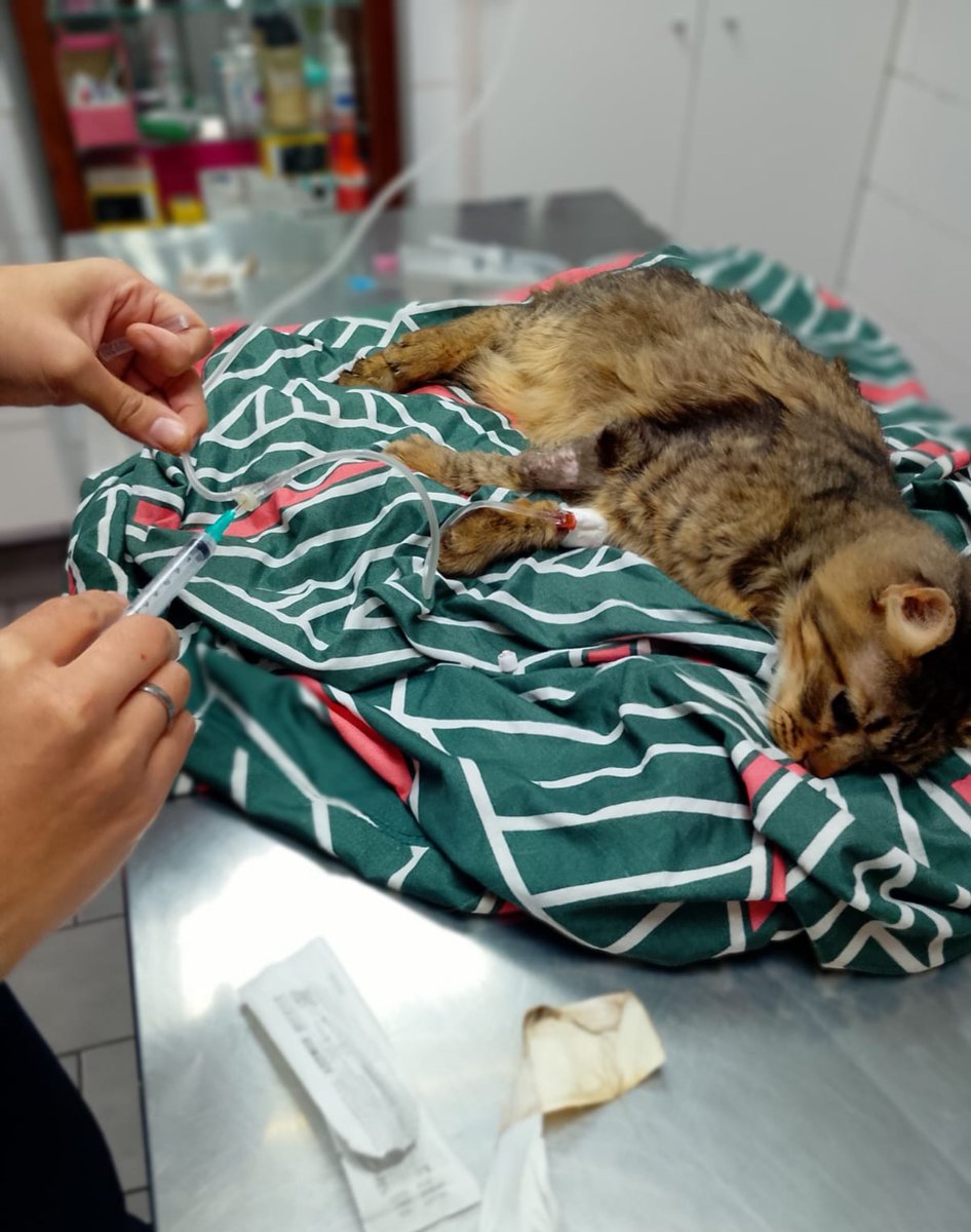 patitas_budgeok's tweet photo. 🚨 URGENTE AYUDA 🚨

NO PUEDE ORINAR
¿CÓMO NO AYUDARLO? POR FAVOR, AYUDA 💔🙏

ESTÁ INTERNADO 🐱

La internación cuesta $200.000. Necesita seguir internado para poder vivir.

Sus dueños se mudaron y lo dejaron abandonado. 😢

PATITASBUDGE
PATITASBUDGEOK
Magdalena Cáceres https://t.co/pXcf3ryNLs