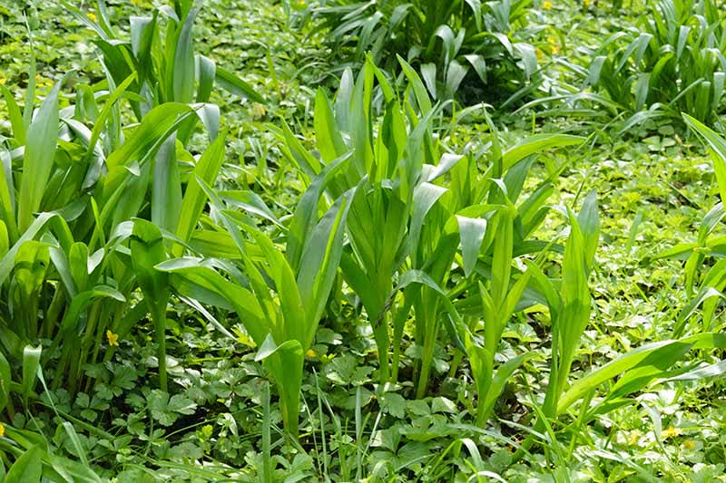 Gardeners_Path_'s tweet photo. How to Grow Autumn Crocus (Colchicum Autumnale) - have you ever heard of a crocus that blooms with pink, purple, or white cup-shaped flowers in the fall? Learn how to cultivate autumn crocus in your garden now. https://t.co/sDmmACh5yq #crocus https://t.co/qNWrbUKIHc