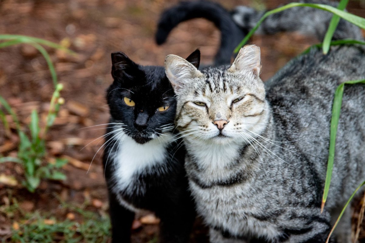 Ayoubidl's tweet photo. #Cats #CatLover #ILoveCats #CatArt #CuteCats #CatLife #KittyLove #CatLovers #Meow https://t.co/BfSBzucqzJ