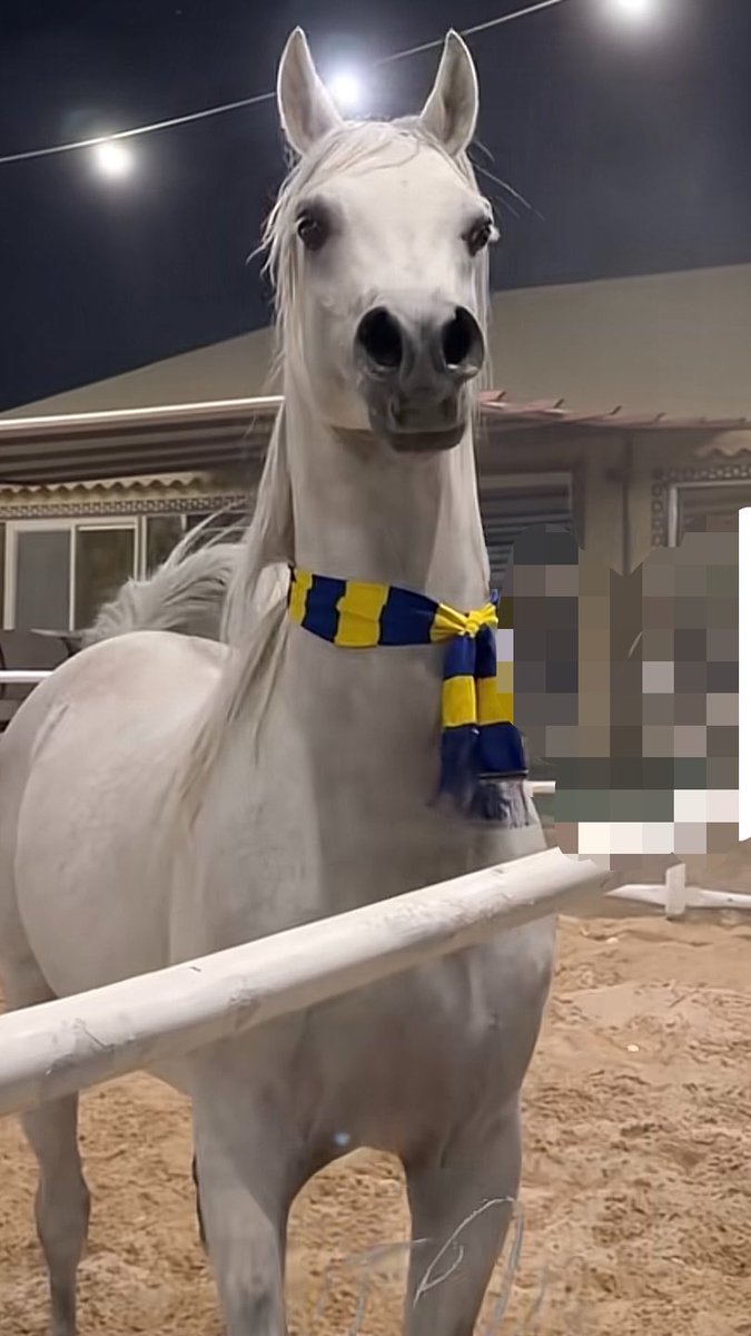 Rahaf__R7's tweet photo. بنيه تاهت بحب النصر والخيل 💛🐎 https://t.co/BZkbTk6Ex3
