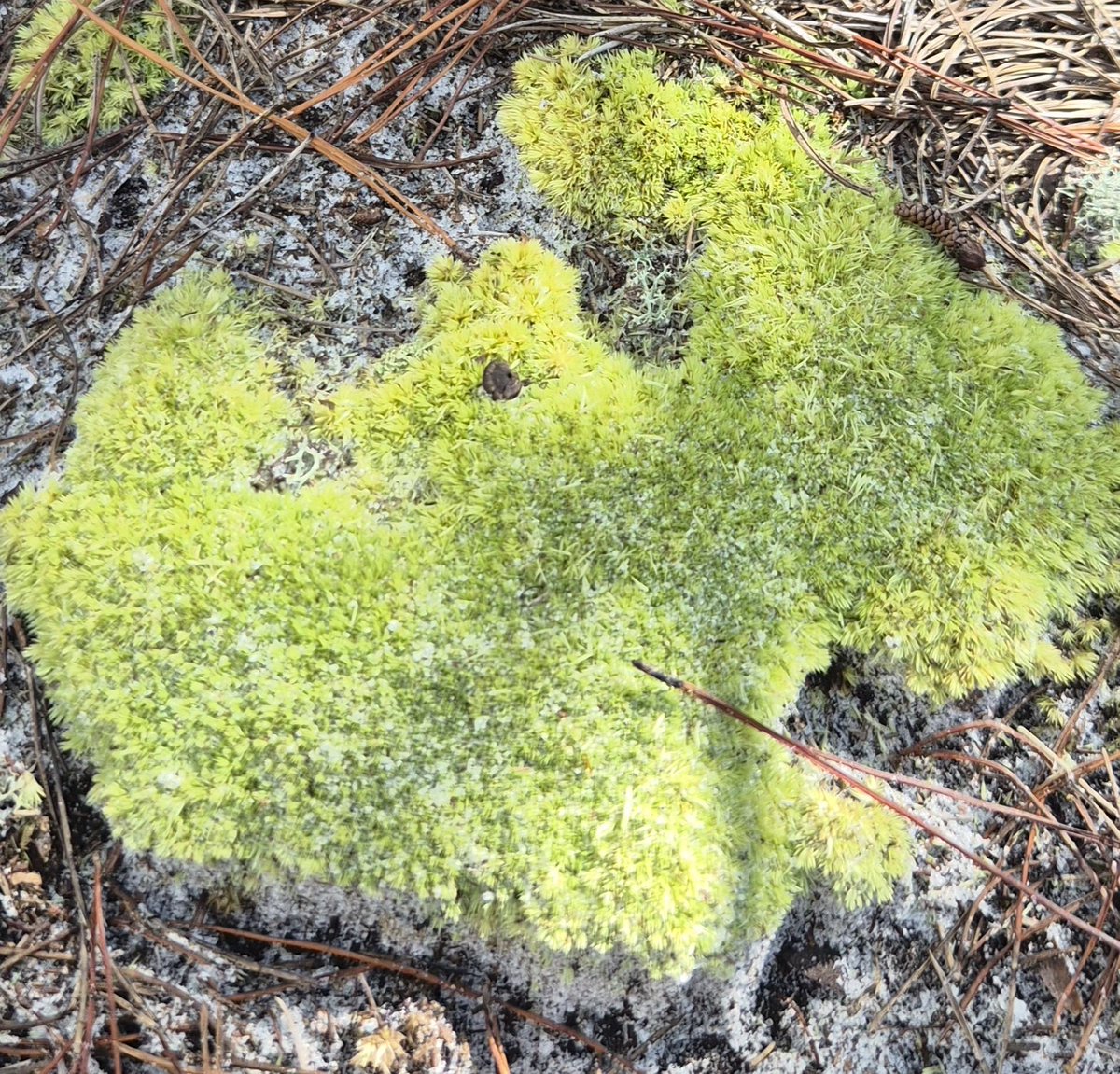 Barnsage's tweet photo. Mmmh moss part 5 🤤 https://t.co/Y40saUHBeR