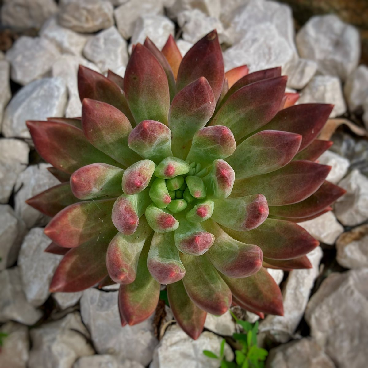 mapascu's tweet photo. #iphoneonly #snapseededit #naturaleza #suculenta #succulent https://t.co/UuGgkcFlRO