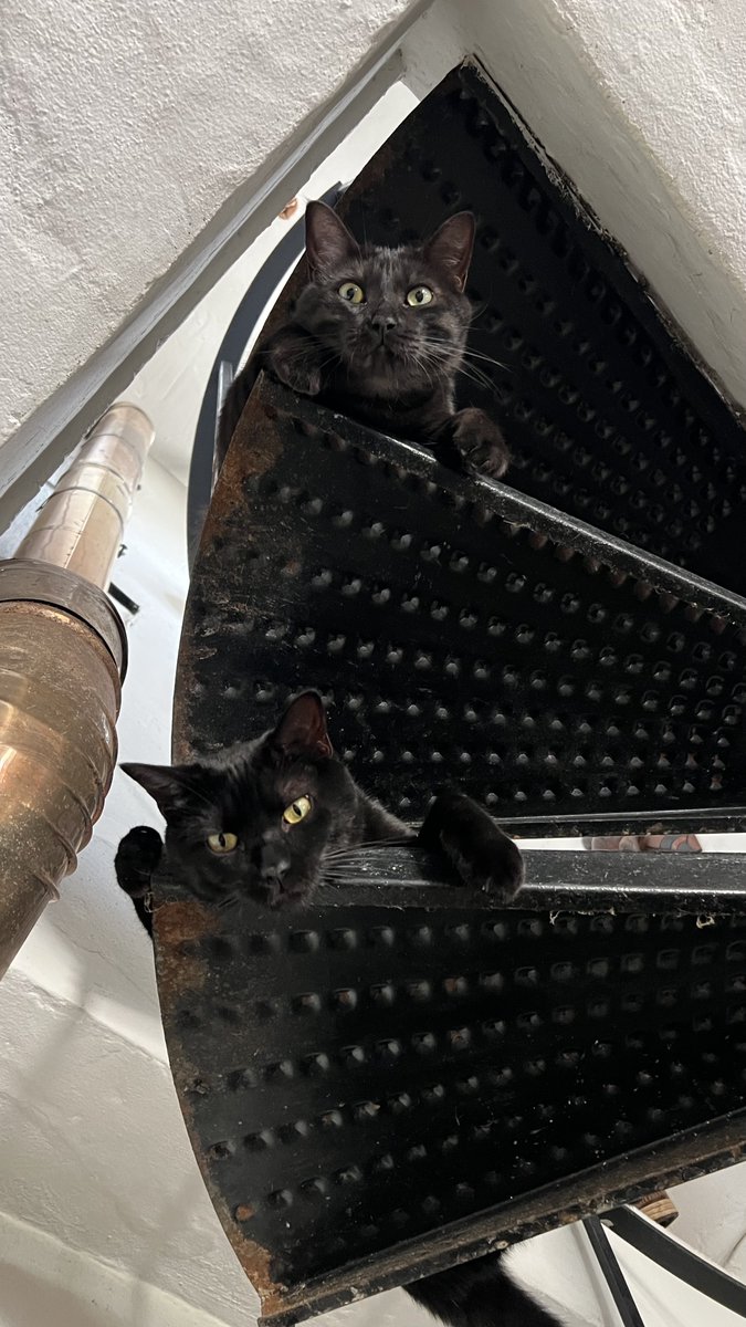 lambiris's tweet photo. @ElyKreimendahl I'm never alone: I live with two (beautiful) cats. And I really enjoy spending my free time with them. https://t.co/JtIFMLWuCc