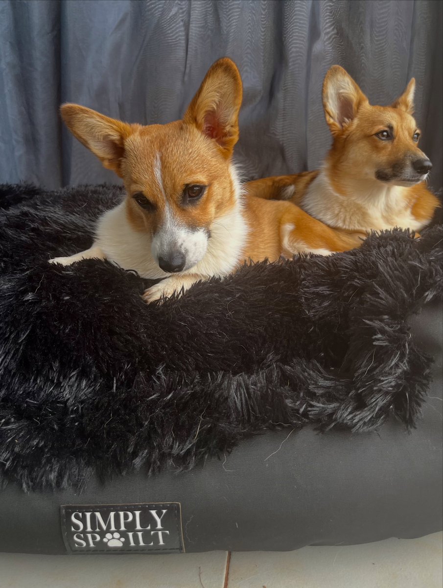rafa_mateus's tweet photo. Fluffy, cozy, and the ultimate burrow spot! We’re obsessed with the Large Burrow Dome bed from @simply_spoilt. The zip-off dome makes it perfect for spring and summer, too! https://t.co/4UZnornH5e