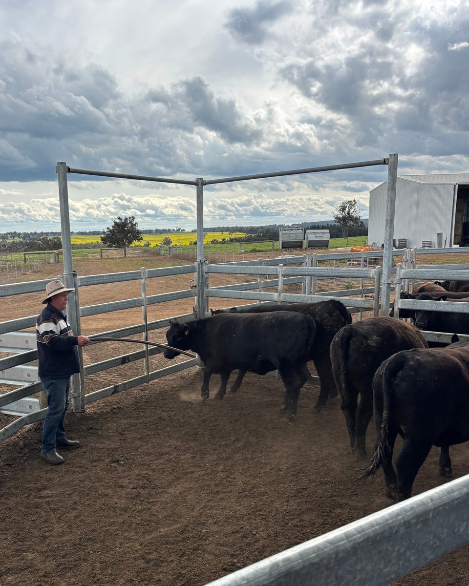angusaustralia's tweet photo. A fantastic day on Friday at the Driving Better Breeding Decisions workshop, held at Rhodes Pastoral, Boyup Brook, WA. Speakers included Dr Brad Hine, Bridget Watkins, John Curtain, Mark Muir, Andrew Kuss

#angusaustralia #anguscattle #beefindustry #angus #anguspremium #angusbeef https://t.co/p6sR6DHo8Q