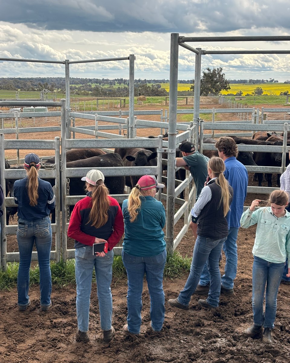 angusaustralia's tweet photo. A fantastic day on Friday at the Driving Better Breeding Decisions workshop, held at Rhodes Pastoral, Boyup Brook, WA. Speakers included Dr Brad Hine, Bridget Watkins, John Curtain, Mark Muir, Andrew Kuss

#angusaustralia #anguscattle #beefindustry #angus #anguspremium #angusbeef https://t.co/p6sR6DHo8Q