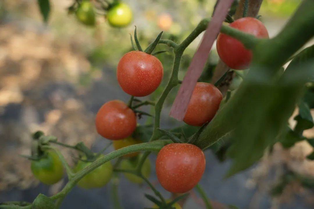 MorganJoBedel's tweet photo. [Just tried the new organic cherry tomatoes from local farms—burst with sweet juice, no weird aftertastes! Perfect for salads or snacking.  #FreshFind #GroceryHits]， https://t.co/87SN2H9yLf