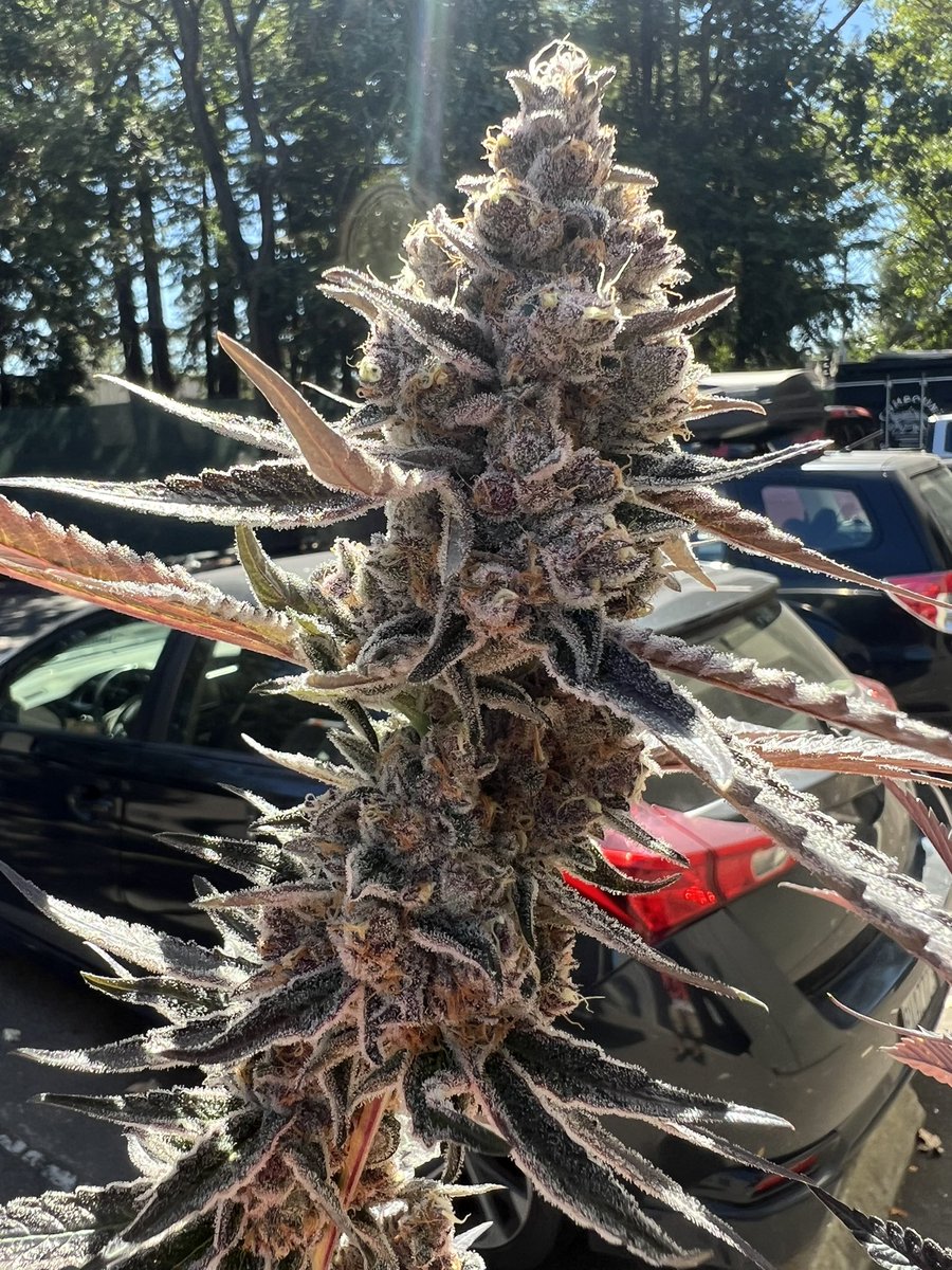 Ben_grows's tweet photo. FYI: Sativa is a plant characteristic, not an effect! https://t.co/NOEzDL74OO