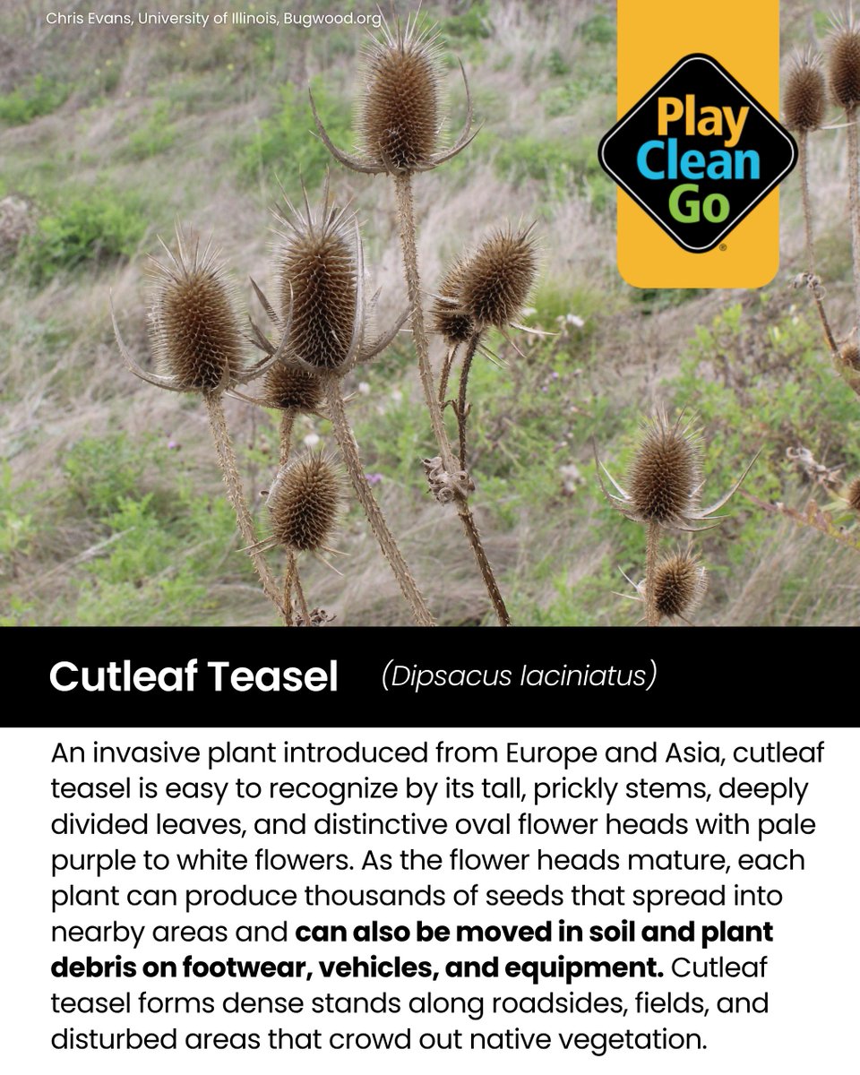 PlayCleanGo's tweet photo. Those tall, prickly plants along roadsides and open areas might be cutleaf teasel (Dipsacus laciniatus) — and by late summer and fall, they can be carrying thousands of seeds ready to spread. 🌱🥾

Introduced from Europe and Asia, cutleaf teasel can grow several feet tall and is recognizable by its prickly stems, deeply divided leaves, and distinctive oval flower heads. During the growing season, small pale purple to white flowers appear in bands around the flower head. Later, the dried seed heads can remain standing well beyond the growing season.

Cutleaf teasel reproduces by seed, and a single plant can produce thousands. Seeds generally fall near the parent plant, but people can help them travel farther when seed or contaminated soil and plant material are moved on footwear, vehicles, tools, and outdoor equipment.

Once introduced to a new area, cutleaf teasel can form dense stands along roadsides, fields, grasslands, and other disturbed sites, competing with native vegetation and reducing habitat quality.

If your late-summer adventures take you through an infested area, check your boots, clothing, pets, and gear for seeds, mud, and plant material before moving on. Cleaning up before visiting another site is a simple way to keep invasive plants from coming along for the ride.

📸 [Image Credit: Chris Evans, University of Illinois, https://t.co/XJbg9jgrMd]

#PlayCleanGo #StopInvasives #CutleafTeasel #DipsacusLaciniatus #CleanYourGear #InvasivePlants #PreventTheSpread