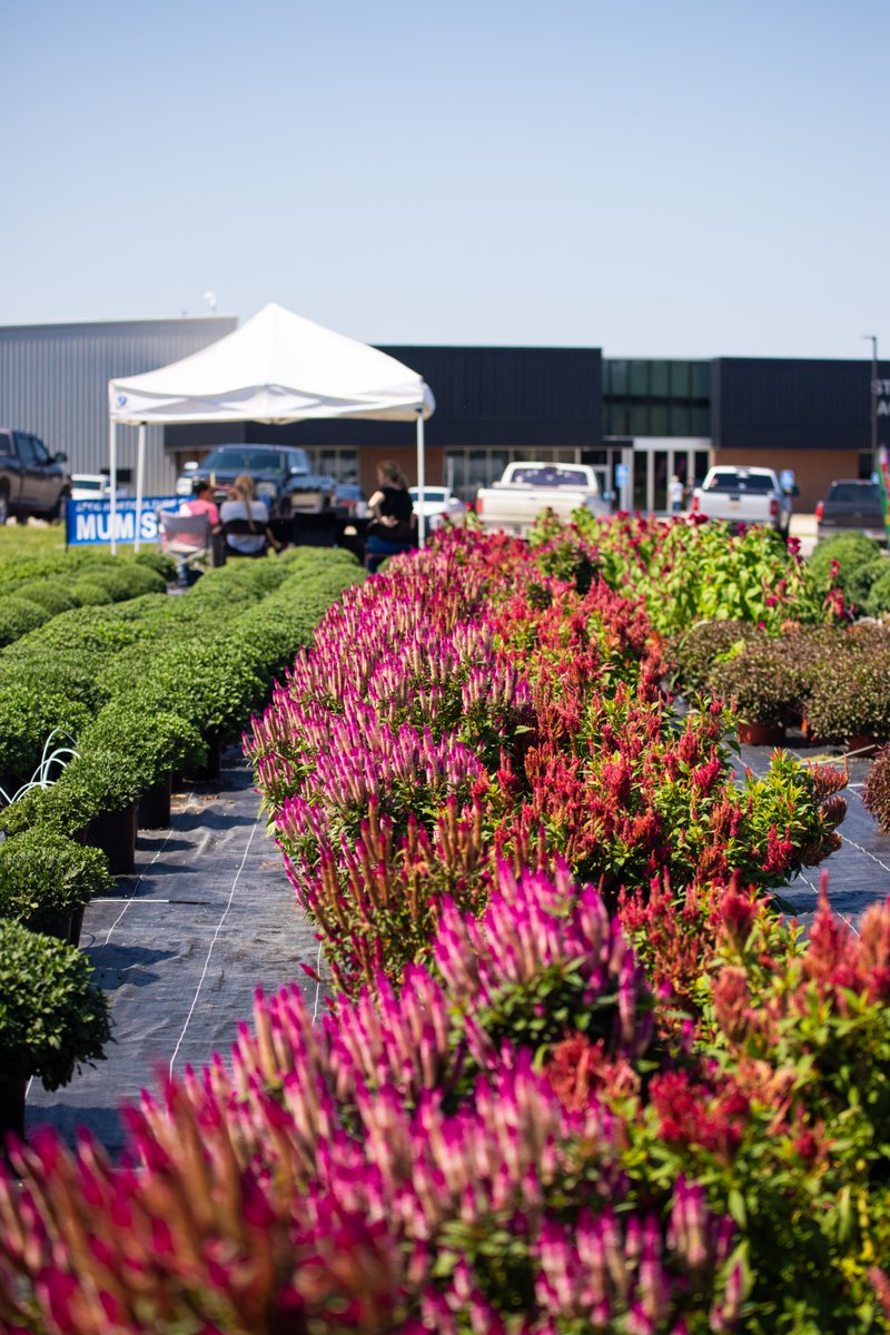 sfccmo's tweet photo. Fall is blooming at SFCC! 🌼Shop the SFCC Horticulture Club’s Mum Sale through Sept. 19 from 9 a.m. to 4 p.m.

Mums are $15 each or 2 for $25, with fountain grass for $20, coleus combos for $20, alternanthera for $5, sweet potato vine for $10, and fall planters for $40. Stop by and find the perfect plants for your fall garden!