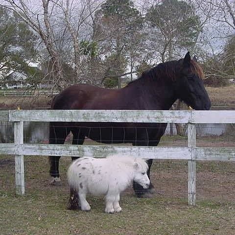 horsetwting's tweet photo. big horse little horse https://t.co/NmLQtrA6Ot
