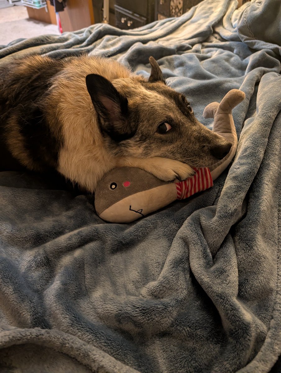 TomTheBach's tweet photo. @heycarolynz Whale pillow dog https://t.co/3CIKjdTrV7