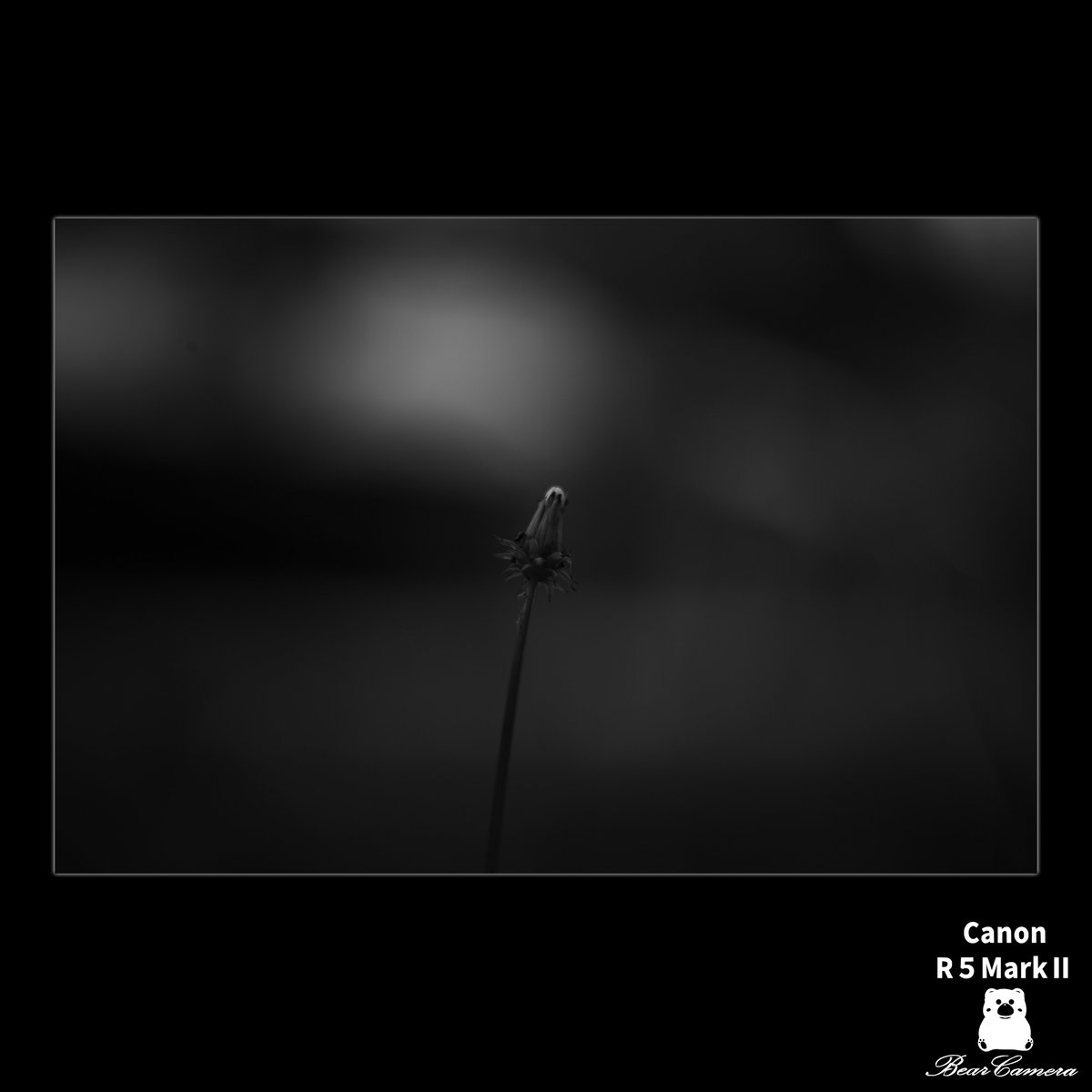 Nya1597994's tweet photo. モノクロな散歩　ヘラオオバコ
A Walk in Black and White
私の心を動かしたこと、もの
Things that moved my heart
#canon #eosr5 #monochromephotos https://t.co/ZHRJGRat6n