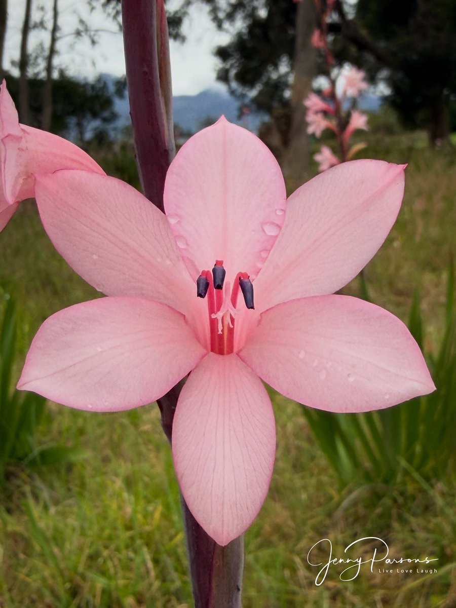 JennyPaPB's tweet photo. The Watsonias are putting on quite a show at Somerset West Golf Club. So good to see these bulbs flowering in profusion near the 9th tee. Endemic to the WC and part of the Iridaceae family…

#wildflowers #biodiversity #spring #urbannaturalist #botanising https://t.co/UX1PAGoZgi