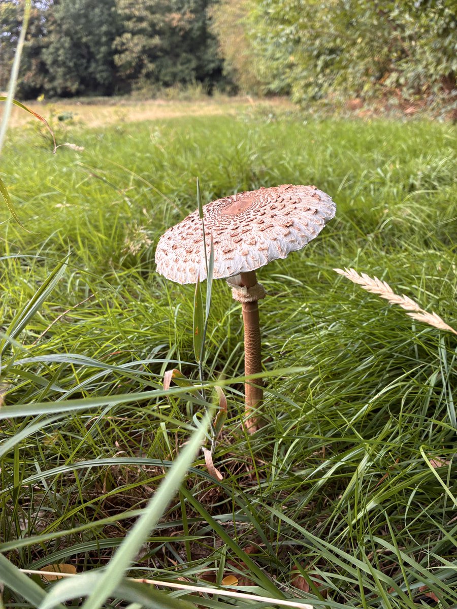 BammensHelga's tweet photo. @BaskiBloom Hier in Heverleebos ook zulke grote paddenstoelen.  De grote parasol paddenstoel. https://t.co/0aUBwlqz2c
