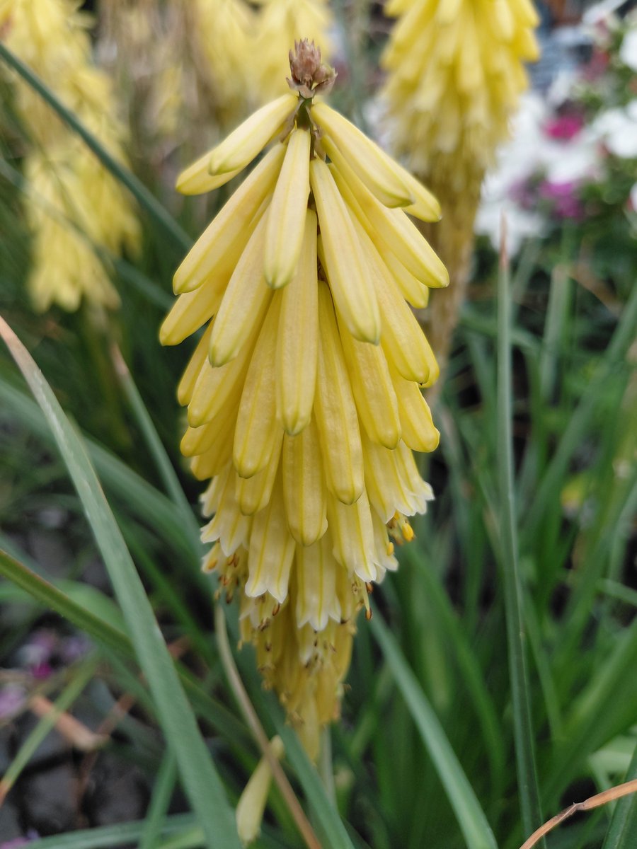 sunflower765277's tweet photo. My entry for the #AlphabetChallenge for #WeekKforKn... is this bright yellow Kniphofia. Enjoy your day!πΌπ»πΏ
β #Flowers #FlowerPhotography https://t.co/Q6eDtdIT9r