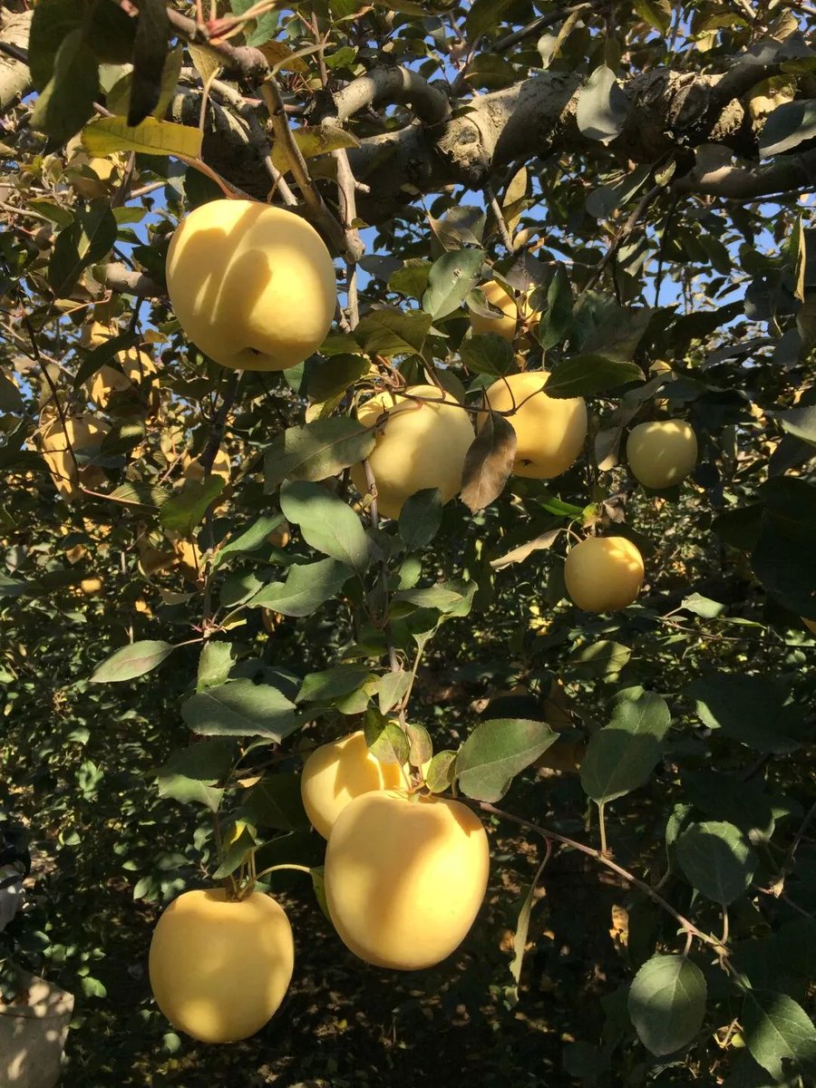 DAIRFA's tweet photo. [Honeycrisp apples = the crisp, sweet snack upgrade you need! Juicy, no grit, and pair perfectly with cheese.  #FoodFind #GroceryHacks]， https://t.co/T86e2nreCe
