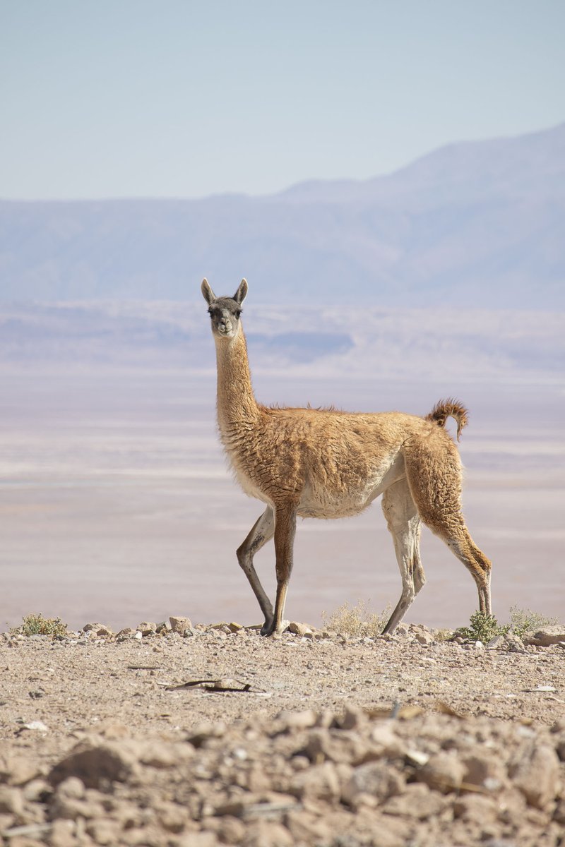almaobs's tweet photo. 🦙Our neighbors "guanaco" and "vicuña"
They look alike, but they're very different.
We greeted each other while climbing towards the Chajnantor Plateau at 5,050m altitude, Chile.

Can you spot the differences? Let us know in the comments below⬇️

1 📷: C. Rojas
2 📷: @_ansack https://t.co/wigmYn2DCz