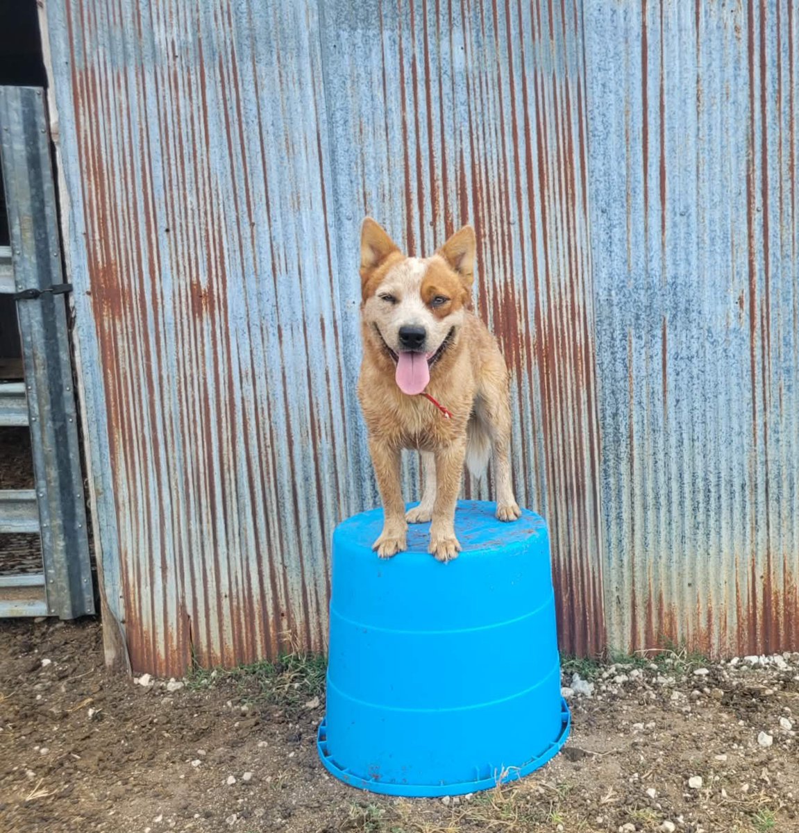 CbarAFarm's tweet photo. This is our male heeler, King. He's currently off getting training for herding commands. 😊 https://t.co/VnmIDotibV