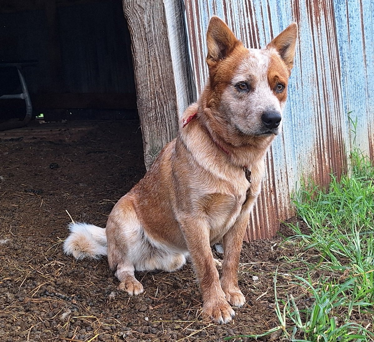CbarAFarm's tweet photo. This is our male heeler, King. He's currently off getting training for herding commands. 😊 https://t.co/VnmIDotibV