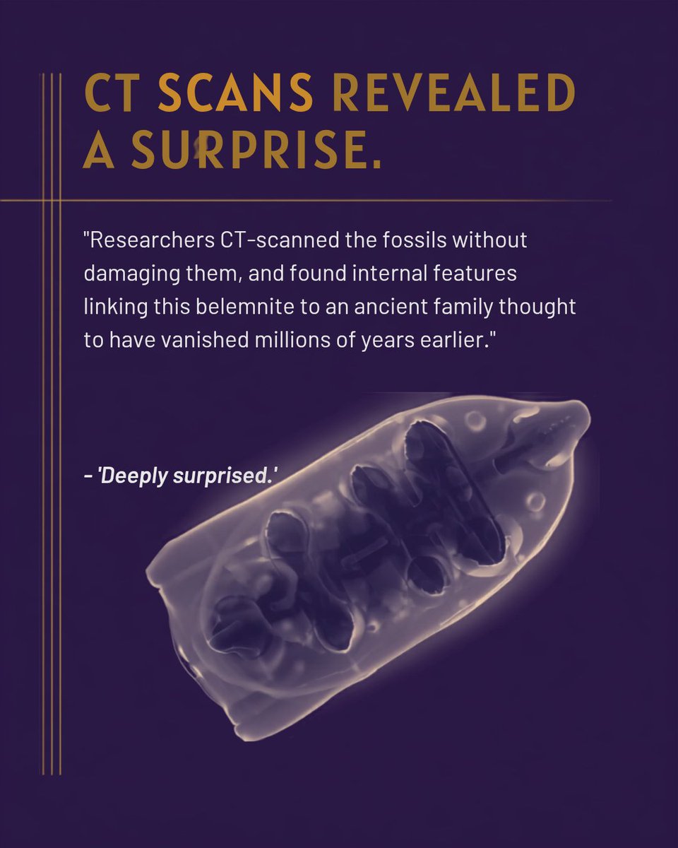 sci_inquirer's tweet photo. 160 million years buried, one 'peculiar' fossil unlocked it: meet Wyoteuthis linsterorum, the chunkiest ancient squid relative ever found — discovered right here in Wyoming. 🦑🪨 https://t.co/upbtOkCbxj https://t.co/nAYaTh9Tzz