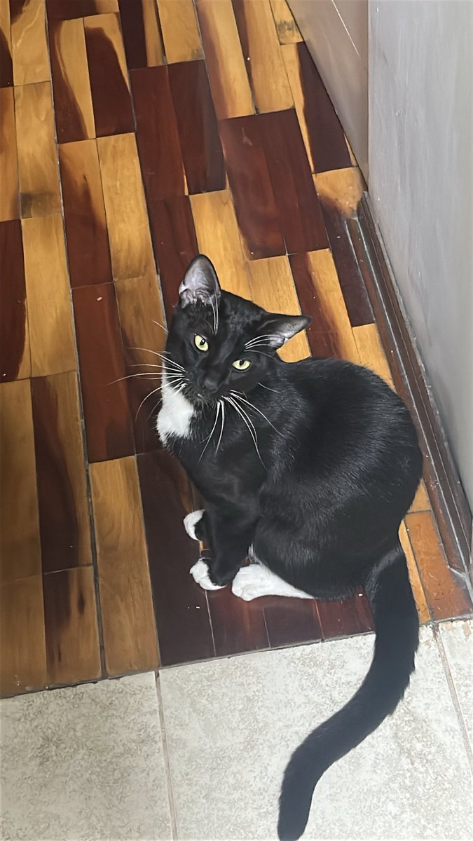 memorigongs's tweet photo. last weekster and my friends cat called mittens say hi to mitrensn https://t.co/lSkdyhT14r