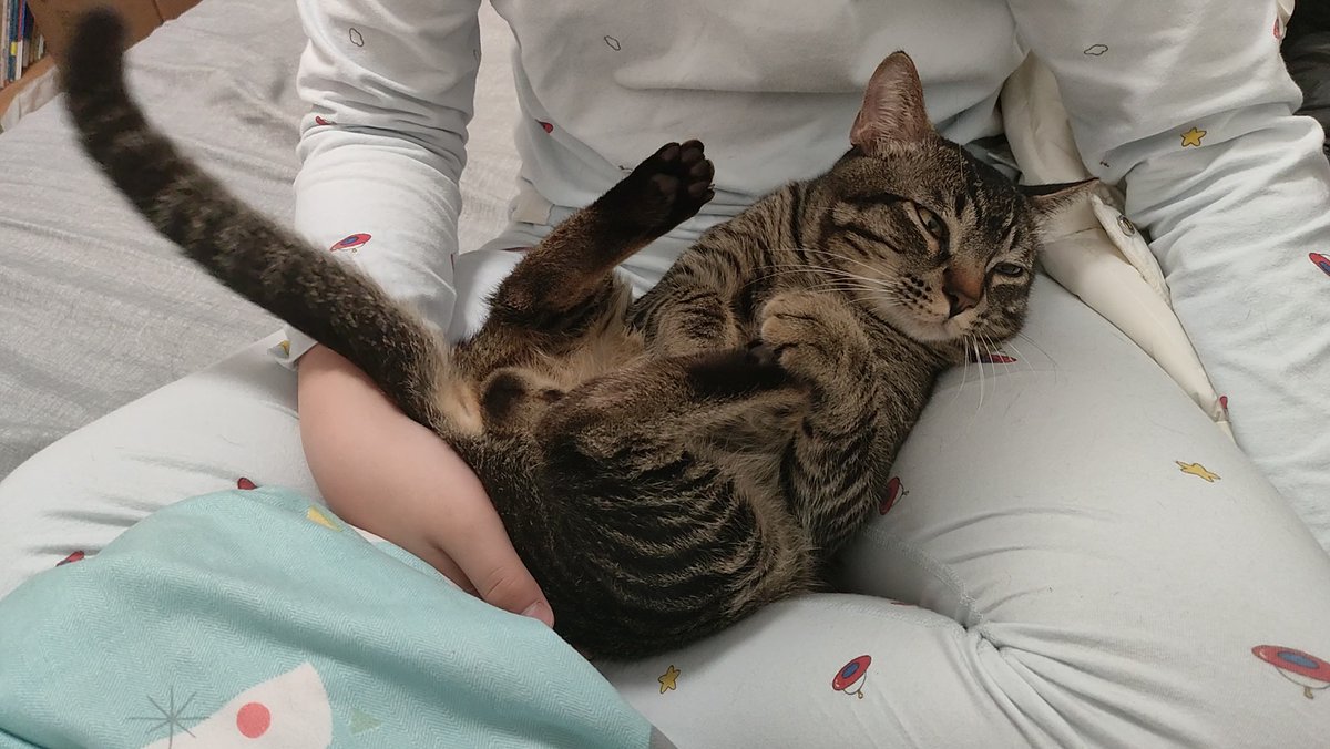 JeaneCance3aut's tweet photo. Spent the evening cuddling my fur baby—no plans, no stress, just purrs and warm snuggles. Life’s best when you have a sidekick like this ， https://t.co/V1uXrS4qwG