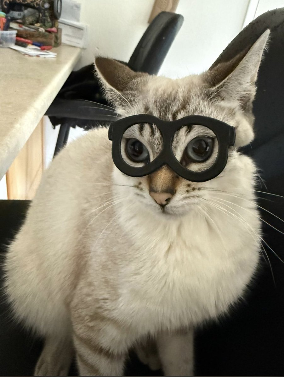 HARIONSOL_'s tweet photo. 🤓 Meet the mastermind behind $HARI's whitepaper.

She may look smart, but she still knocks my coffee off the desk every morning. Don't let the glasses fool you — this is a full-time chaos agent with a token now.

$HARI 🐈

#memecoin100x #solana #cryptocurrency https://t.co/2ZEH5RTUsi