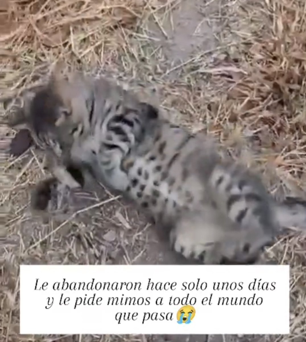 Neinei_rescue's tweet photo. Por favor 🆘 https://t.co/rt03Qa1DzW