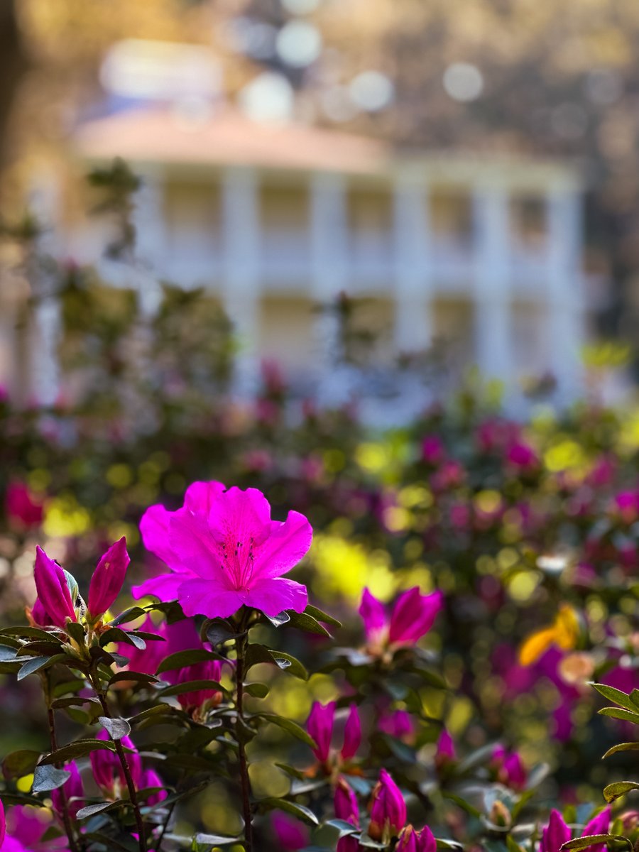 FLStateParks's tweet photo. A calm, colorful landscape makes Eden Gardens State Park an easy place to enjoy a simple moment outdoors. Towering live oaks create wide shaded areas, and the ornamental garden adds bright pops of color around the historic Wesley House. 

The park is full of life, with visitors often spotting songbirds, wading birds and squirrels 

***  
📍: Eden Gardens State Park 

💡: Plan your adventure at https://t.co/YhnWcMz9Bl. Before you visit, check the KNOW BEFORE YOU GO section on the park’s webpage for real-time updates and helpful information.   
.    
.    
#FLStateParks #EdenGardens #TheRealFlorida #LoveFL