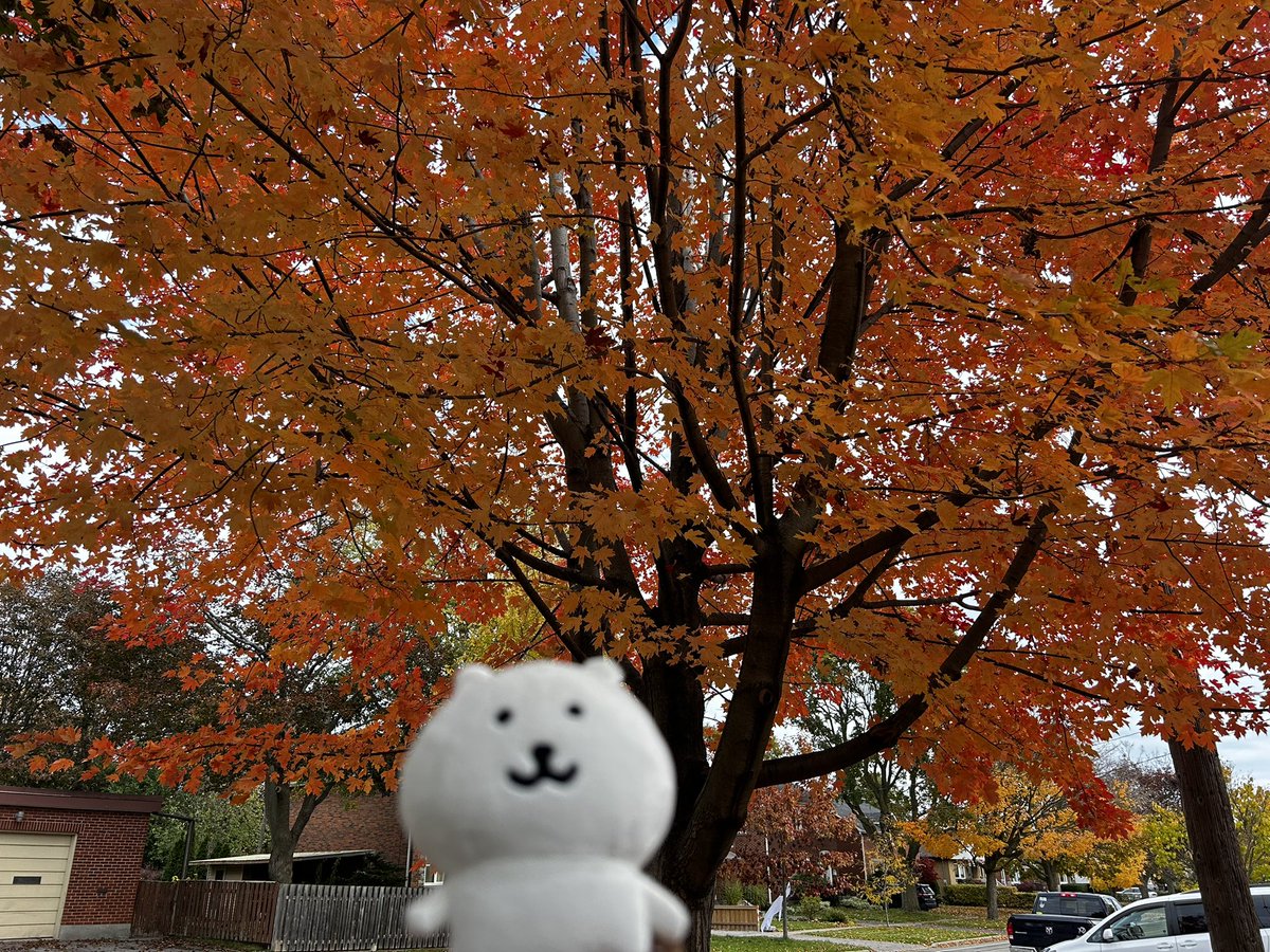 vismjr's tweet photo. my fav season so this was a pleasant surprise https://t.co/dcV1S5ERVP
