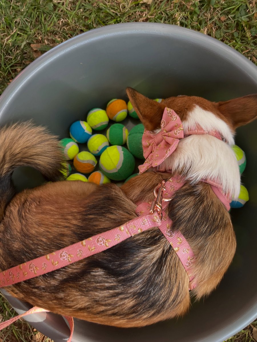 jamiedabc's tweet photo. More memories from last weekend’s Paws on the Promenade! Rosie loved the ball pit and chose her own ball. Thank you to the wonderful staff and organisers for making every pet feel special. See you next year! https://t.co/26Q3FwRNfY