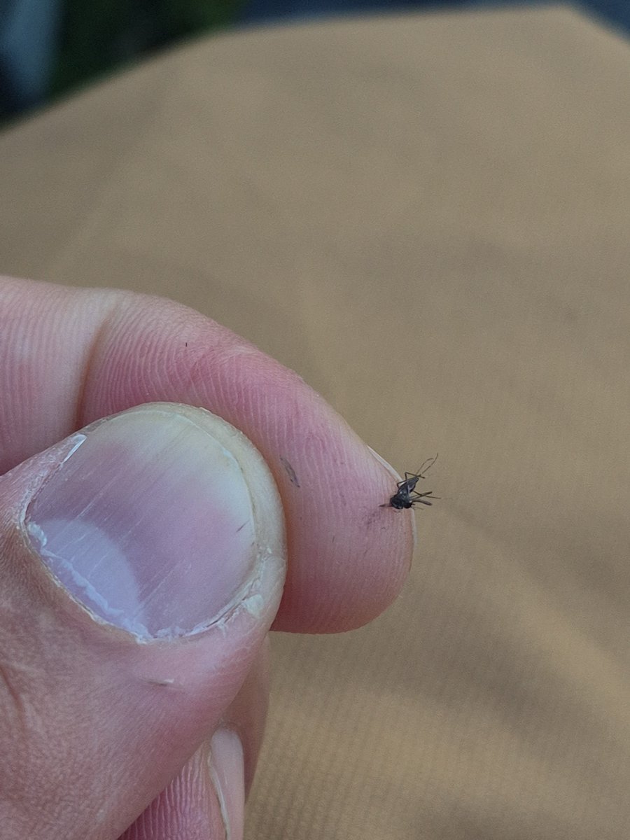AndrewJackhmmd's tweet photo. @Hamerspc @Plomoterap30 Un mosquito insignificante 👽 https://t.co/dYKUSwn7MN