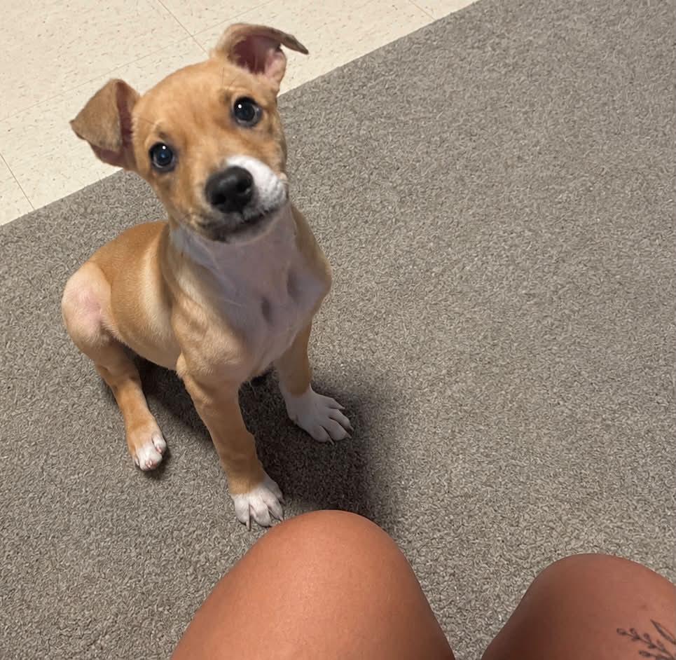 brunootavio7's tweet photo. Menace to society: zero regrets, sock snatcher, ankle assassin, vocal neighborhood watch, toy destroyer, watch band eater, full-time snack inspector. 15 puppy timeouts since 7:30 AM. He awaits daddy to appeal to management. https://t.co/HgJ6UzK9e8