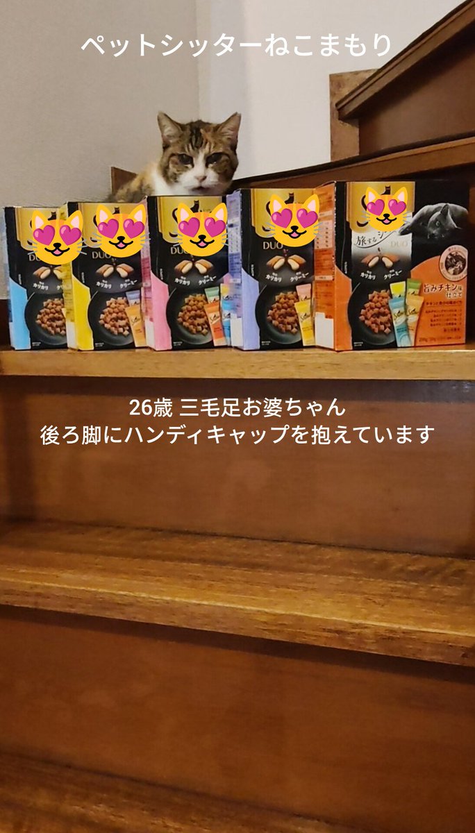 junnosuke1973's tweet photo. 続・朝の猫活(保護猫達)🐈
贈り主 ご支援者 様より
🐱地域保護猫活動にご寄付を賜り誠にありがとうございます😌
#保護猫 https://t.co/FB9imHBnq7