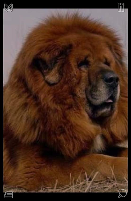 Micahjfox's tweet photo. Keep track of subtle personal development in a slim notebook, don't lament the unseen, noiseless advancement week after week. Have faith in gradual inner transformation; gratifying, noticeable outcomes will emerge for others to appreciate in due course.🌗The dog on a walkDark pe https://t.co/BGO4IAyE95