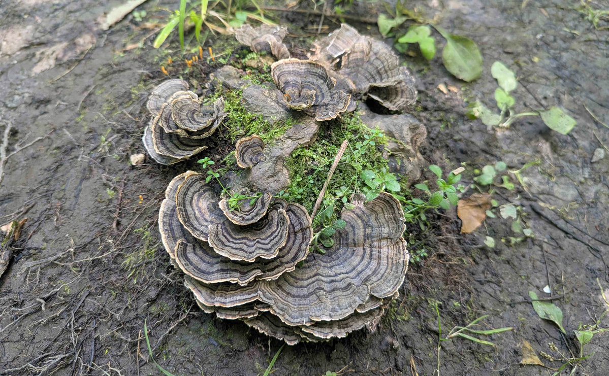 CommanderBoxers's tweet photo. Some pretty mushrooms I found on a hike today 🍄 https://t.co/cqUURfPVSo