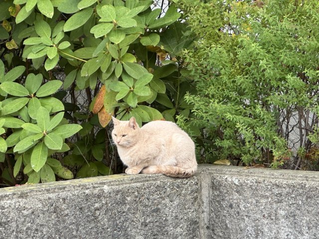 neko2time's tweet photo. 目を細めて、耳だけ動く。うとうとの正体は、電源オフではありません。浅い眠りの層で、消費を落としつつ、音のチャンネルは残す。省エネモードは、待機です。シャットダウンではありません。

猫の睡眠の多くは、この浅い帯です。一日十二〜十六時間のうち、深いレムは短く挟まる。残りは、起こせる眠りです。耳介の筋肉は細かく動き、高い音に先に向きます。呼吸はゆっくり、ひげは時々動く。完全な弛緩の前の、低電力運転です。狩りと逃走を、何秒かで再開できる。小型の肉食にとって、長い気絶は高くつきます。うとうとは、その保険料です。

人の「少し眠い」より意図的です。箱の縁、膝の端、冷蔵庫の上。落ちない筋は残し、脳の一部だけ休ませる。ゴロゴロしながらうとうつ子は、声で自分を安定させていることもあります。病気のぐったりとは、呼べば耳が立つ点で違います。

正体を知ると、起こす理由が減ります。省エネ中の猫は、仕事をしています。次のダッシュのための充電です。そっと皿を置き、足音を落とす。うとうとの目が開いたら、モードが切り替わった合図です。省エネの正体は、怠惰ではなく、いつでも戻れる低電力です。その顔が、猫の午後の標準画面です。

＃猫の睡眠 ＃猫の科学 ＃猫と暮らす